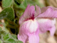 Antirrhinum mollissimum 3, Saxifraga-Sonja Bouwman  Antirrhinum mollissimum - Plantaginaceae familie; Almeria (Es)