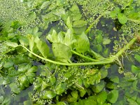 Apium nodiflorum 9, Groot moerasscherm, Saxifraga-Rutger Barendse