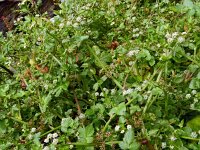 Apium nodiflorum 25, Groot moerasscherm, Saxifraga-Hans Grotenhuis
