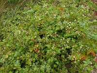 Apium nodiflorum 26, Groot moerasscherm, Saxifraga-Hans Grotenhuis