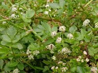 Apium nodiflorum 27, Groot moerasscherm, Saxifraga-Hans Grotenhuis