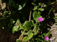 Aptenia cordifolia 15, Saxifraga-Ed Stikvoort