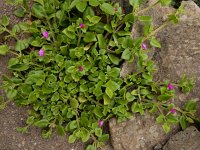 Aptenia cordifolia 17, Saxifraga-Ed Stikvoort