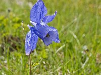 Aquilegia alpina 4, Saxifraga-Luuk Vermeer