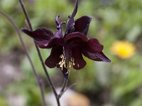 Aquilegia atrata 16, Saxifraga-Luuk Vermeer