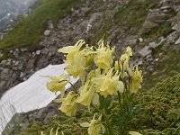 Aquilegia aurea 20, Saxifraga-Harry Jans  Aquilegia aurea