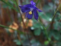 Aquilegia kitaibelii