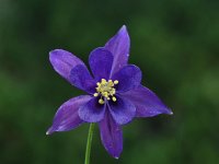 Aquilegia kitaibelii 2, Saxifraga-Harry Jans