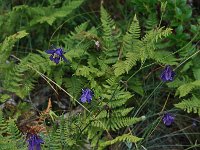 Aquilegia kitaibelii 3, Saxifraga-Harry Jans