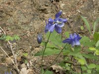 Aquilegia vulgaris 42, Wilde akelei, Saxifraga-Willem van Kruijsbergen