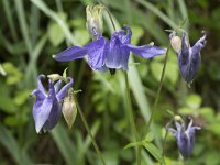 Aquilegia vulgaris 43, Wilde akelei, Saxifraga-Willem van Kruijsbergen