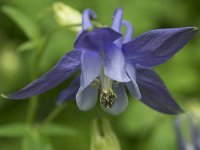 Aquilegia vulgaris 44, Wilde akelei, Saxifraga-Willem van Kruijsbergen