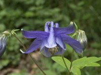 Aquilegia vulgaris 45, Wilde akelei, Saxifraga-Willem van Kruijsbergen