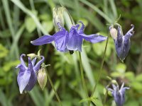 Aquilegia vulgaris 46, Wilde akelei, Saxifraga-Willem van Kruijsbergen