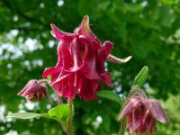 Aquilegia vulgaris 48, Wilde akelei, Saxifraga-Hans Grotenhuis