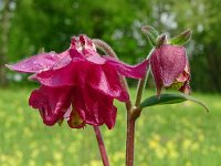 Aquilegia vulgaris 49, Wilde akelei, Saxifraga-Hans Grotenhuis