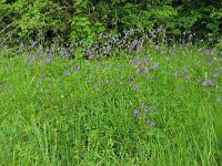 Aquilegia vulgaris 50, Wilde akelei, Saxifraga-Hans Grotenhuis