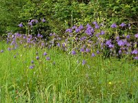 Aquilegia vulgaris 51, Wilde akelei, Saxifraga-Hans Grotenhuis