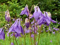 Aquilegia vulgaris 52, Wilde akelei, Saxifraga-Hans Grotenhuis