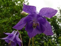 Aquilegia vulgaris 53, Wilde akelei, Saxifraga-Hans Grotenhuis