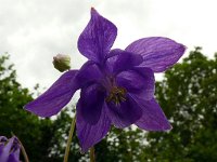 Aquilegia vulgaris 54, Wilde akelei, Saxifraga-Hans Grotenhuis