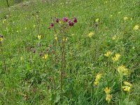 Aquilegia vulgaris 55, Wilde akelei, Saxifraga-Hans Grotenhuis