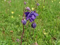 Aquilegia vulgaris 56, Wilde akelei, Saxifraga-Hans Grotenhuis