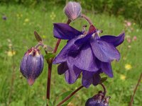 Aquilegia vulgaris 57, Wilde akelei, Saxifraga-Hans Grotenhuis