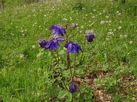 Aquilegia vulgaris 58, Wilde akelei, Saxifraga-Hans Grotenhuis