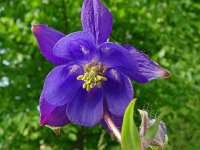 Aquilegia vulgaris 59, Wilde akelei, Saxifraga-Hans Grotenhuis