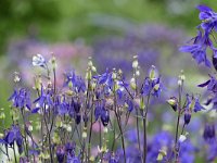 Aquilegia vulgaris 60, Wilde akelei, Saxifraga-Tom Heijnen