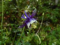 Aquilegia vulgaris ssp dichroa 41, Saxifraga-Ed Stikvoort