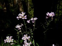 Arabidopsis arenosa 14, Rozetsteenkers, Saxifraga-Ed Stikvoort