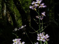 Arabidopsis arenosa 17, Rozetsteenkers, Saxifraga-Ed Stikvoort