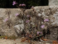 Arabidopsis arenosa 18, Rozetsteenkers, Saxifraga-Ed Stikvoort