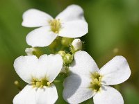 Arabidopsis arenosa 19, Rozetsteenkers, Saxifraga-Sonja Bouwman  602. Rozetsteenkers - Arabidopsis arenosa - Brassicaceae familie (i) Simpelveld