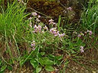 Arabidopsis arenosa ssp borbasii 23, Saxifraga-Hans Hogenhuis