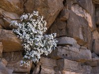 Arabis caucasica 10, Saxifraga-Jan de Laat