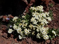 Arabis caucasica 2, Saxifraga-Ed Stikvoort