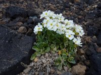 Arabis caucasica 5, Saxifraga-Ed Stikvoort