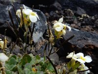 Arabis caucasica 8, Saxifraga-Ed Stikvoort