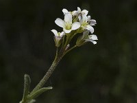 Arabis collina, Rosy Cress