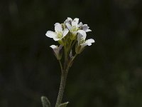 Arabis collina 2, Muurscheefkelk, Saxifraga-Jan van der Straaten