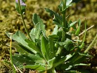 Arabis collina 5, Muurscheefkelk, Saxifraga-Sonja Bouwman  841. Muurscheefkelk - Arabis collina - Brassicaceae familie (zw)