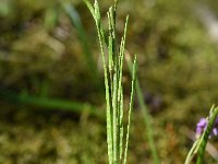 Arabis collina 6, Muurscheefkelk, Saxifraga-Sonja Bouwman  841. Muurscheefkelk - Arabis collina - Brassicaceae familie (zw)