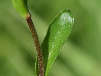 Arabis procurrens 4, Saxifraga-Sonja Bouwman,   Running rockcress - Arabis procurrens - Brassicaceae familie