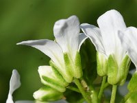 Arabis procurrens 5, Saxifraga-Sonja Bouwman,   Running rockcress - Arabis procurrens - Brassicaceae familie