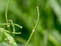 Arabis procurrens 6, Saxifraga-Sonja Bouwman,   Running rockcress - Arabis procurrens - Brassicaceae familie