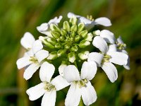 Arabis procurrens 7, Saxifraga-Sonja Bouwman,  Running rockcress - Arabis procurrens - Brassicaceae familie