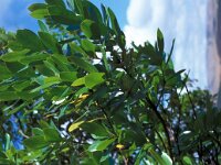 Arbutus unedo 32, Saxifraga-Jan van der Straaten